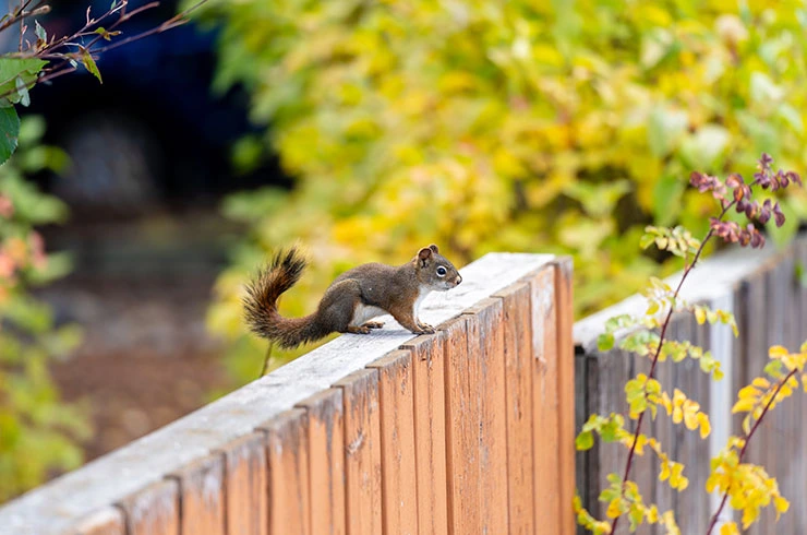 Wildlife Animals Treatment