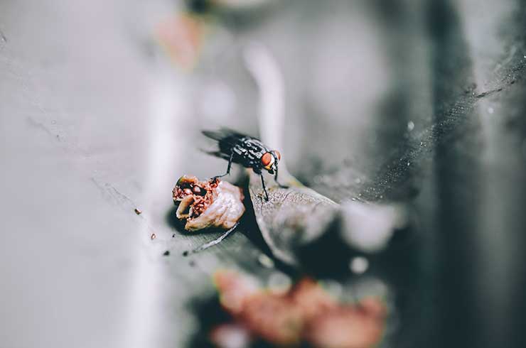 Flies Treatment