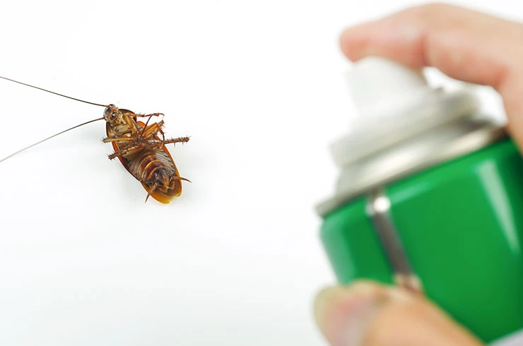 Cockroaches Treatment