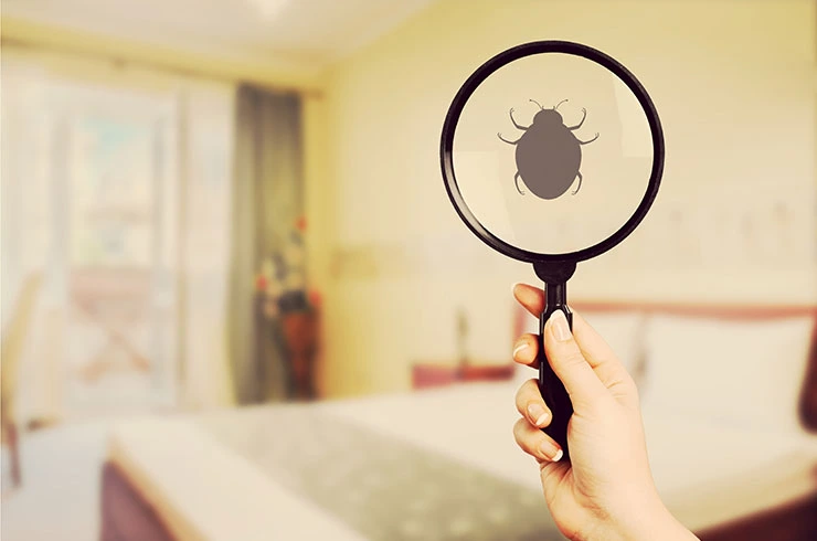 Bedbugs Treatment