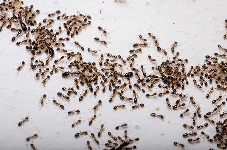 Ants Treatment