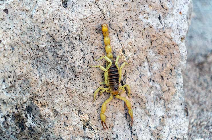 Stinging Insects Treatment